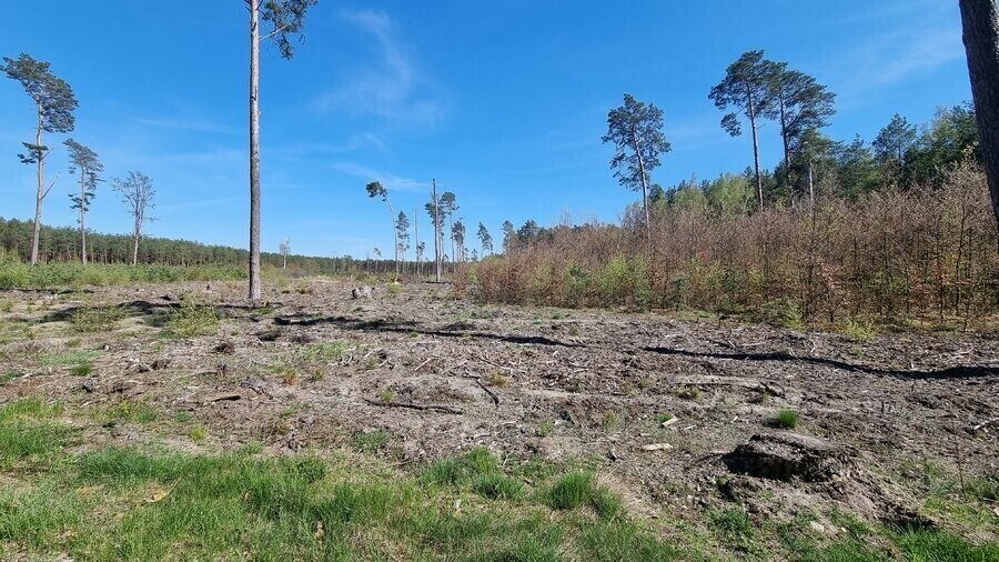 Czy lasom w naszym regionie grozi masowa wycinka