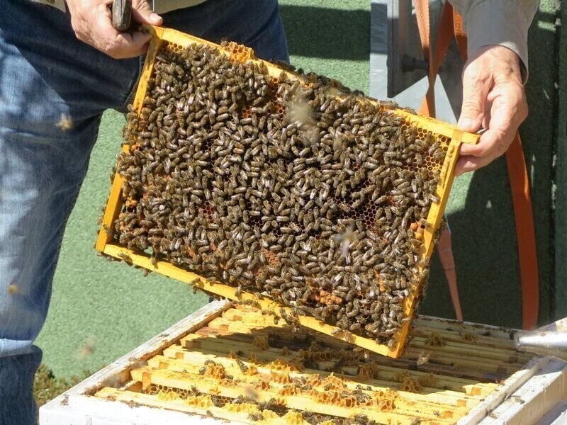 Światowy Dzień Pszczół. Jak pomóc tym ważnym owadom