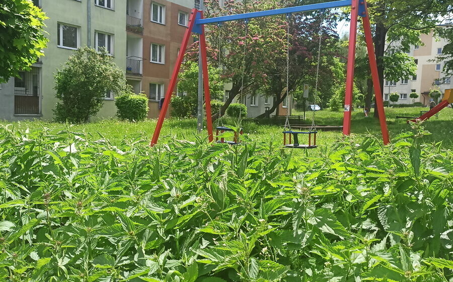 Trawa po kolana i pokrzywy po pas straszą na piotrkowskim osiedlu
