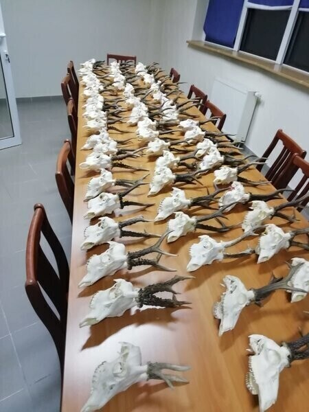 Nielegalny arsenał i żywy jastrząb u mieszkańca gminy Kamieńsk