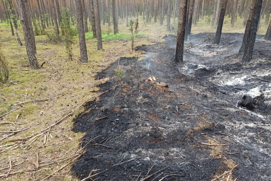 Pożar lasu w gminie Sulejów