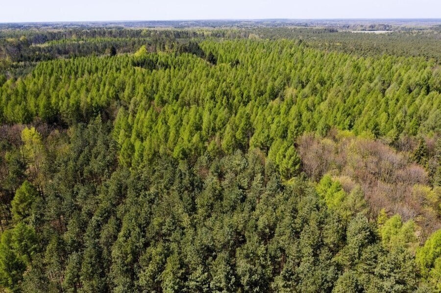 Wzrasta zagrożenie pożarowe lasów miejscami podatność na zapalenie jest ekstremalna