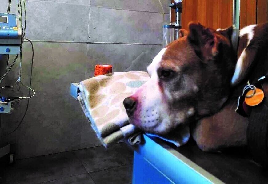 Czy oprysk chodnika spowodował zgon psa