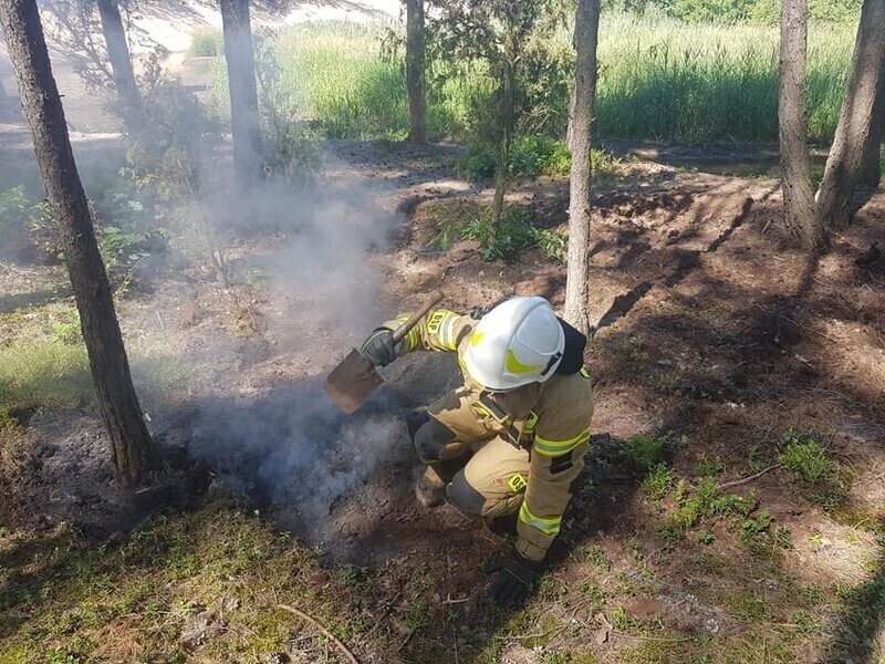 Dzieci zapobiegły pożarowi lasu