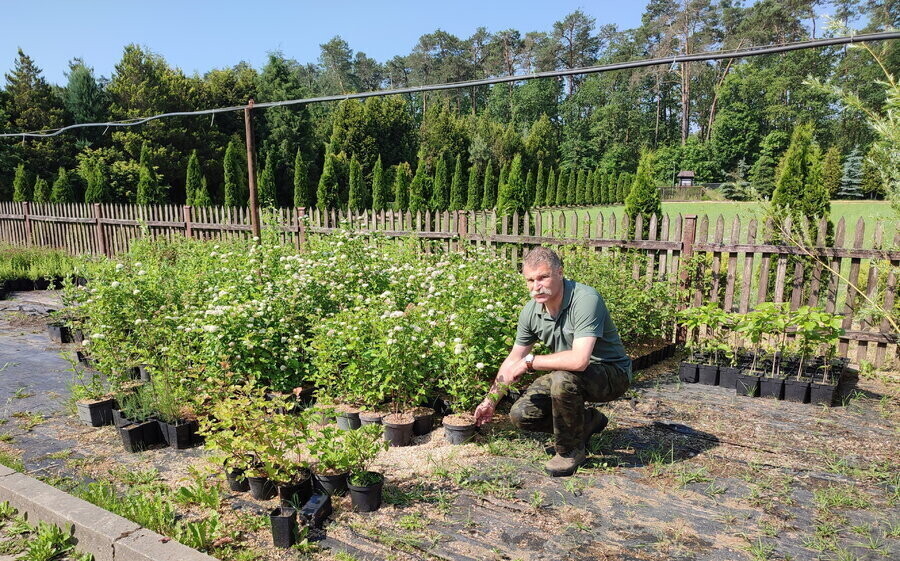 100 tysięcy drzew na 100-lecie województwa