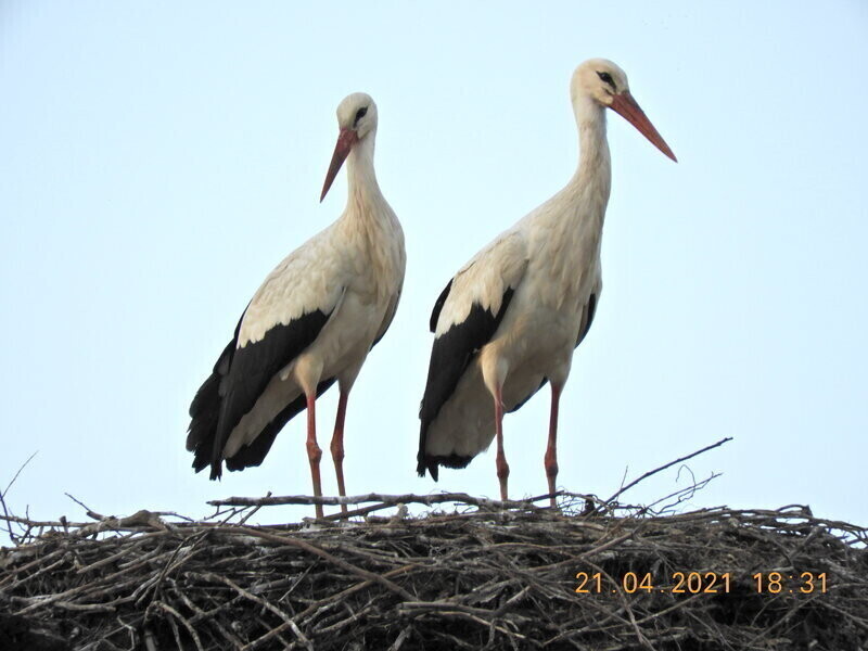 Uchronili młode bociany od śmierci