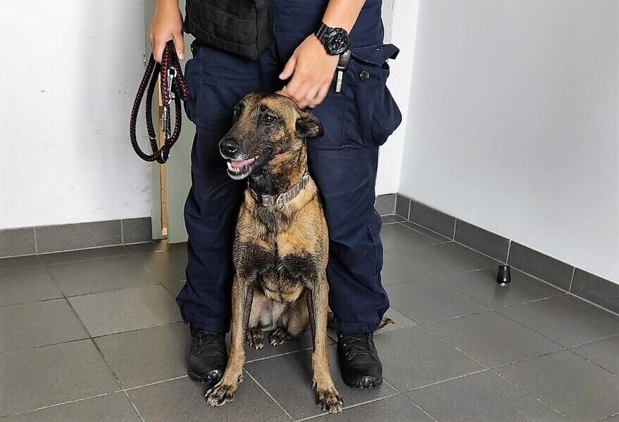 Psi nos pomógł zlikwidować narkotykową działalność