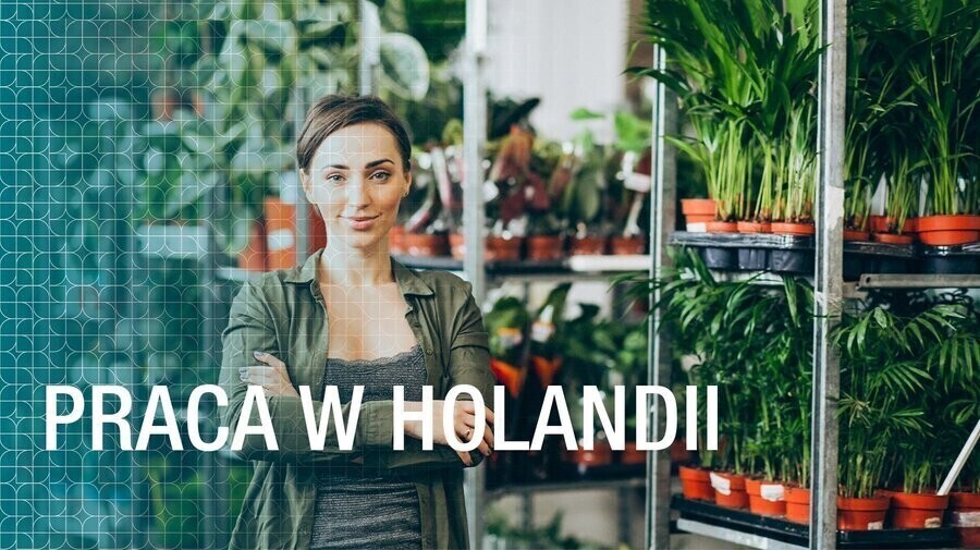 Praca w Holandii Czy warto wyjechać