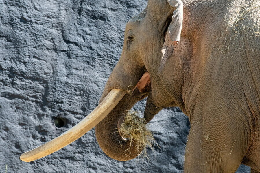 Łódź w Orientarium zamieszkał pierwszy lokator - słoń Aleksander