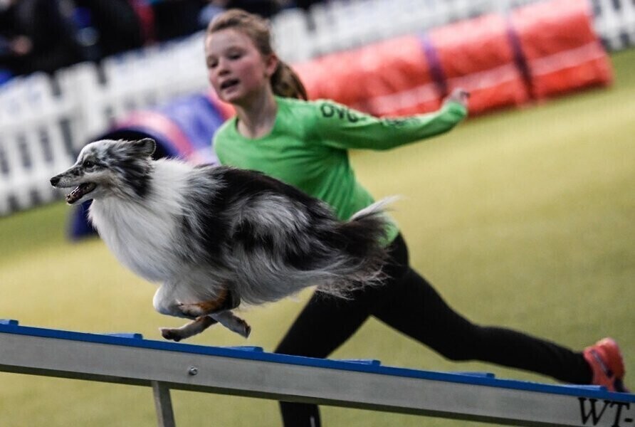 Dzięki udomowieniu psy rozwinęły zachowania społeczne