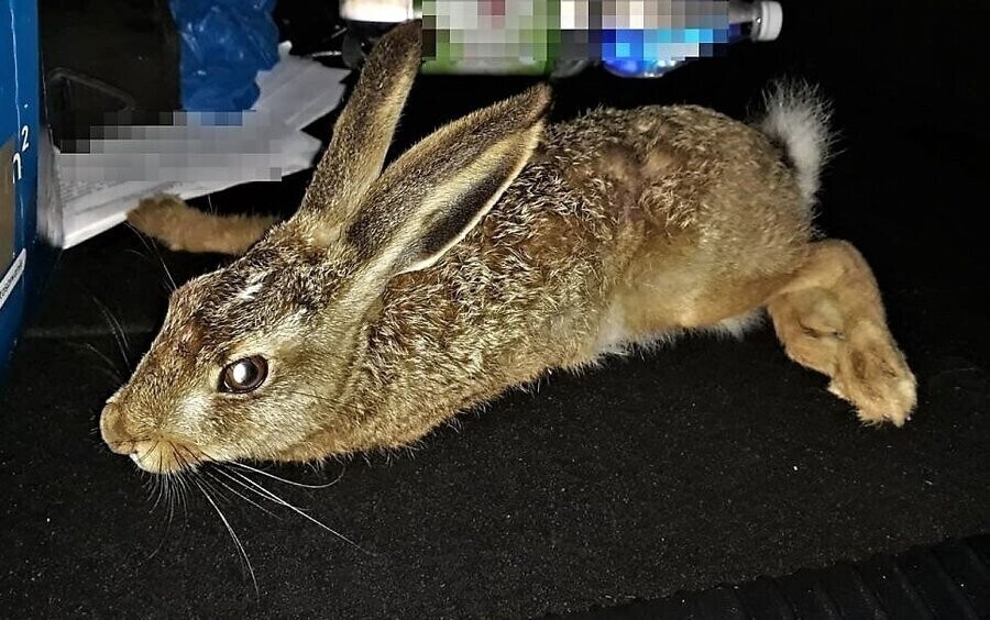 Policjanci uratowali... rannego zająca