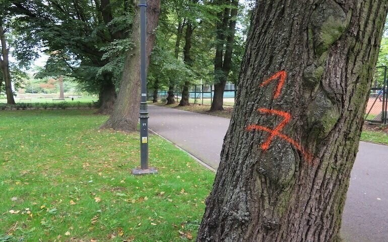 Piotrków wycina zbyt wiele drzew
