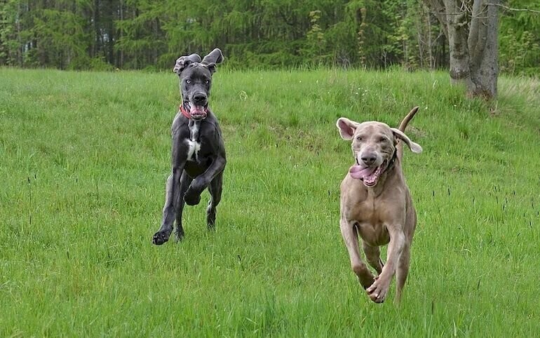 Dogi niemieckie zaprezentują się w Sulejowie