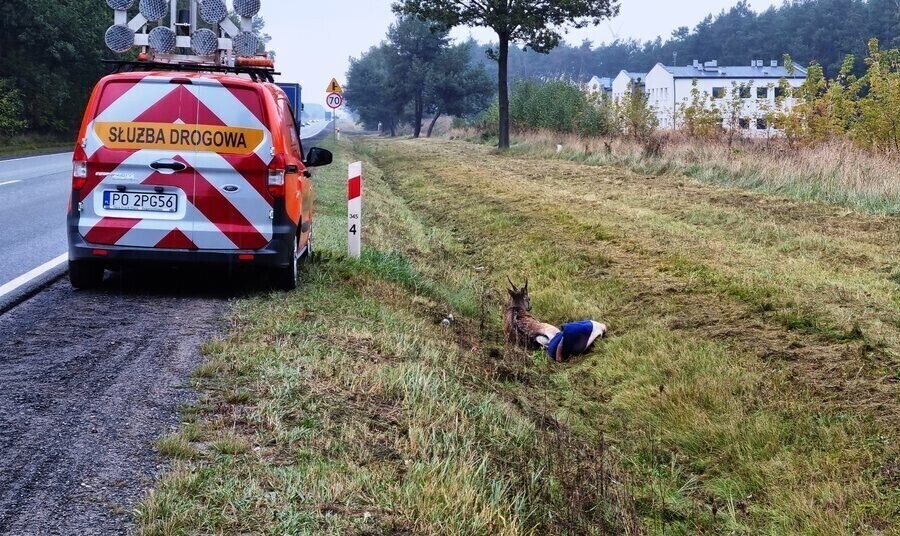 Słuchacze Strefy FM zaalarmowali o rannym danielu