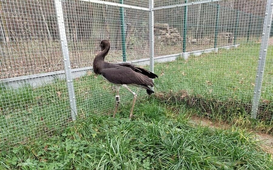 Nowy podopieczny Osady Leśnej w Kole