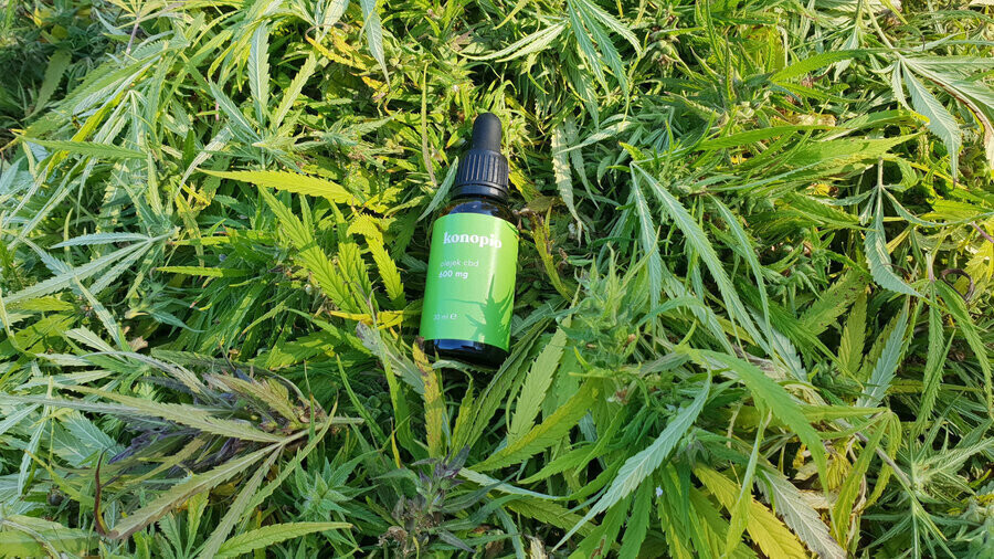 Olejek CBD właściwości i działanie. Gdzie kupić CBD w Piotrkowie Trybunalskim