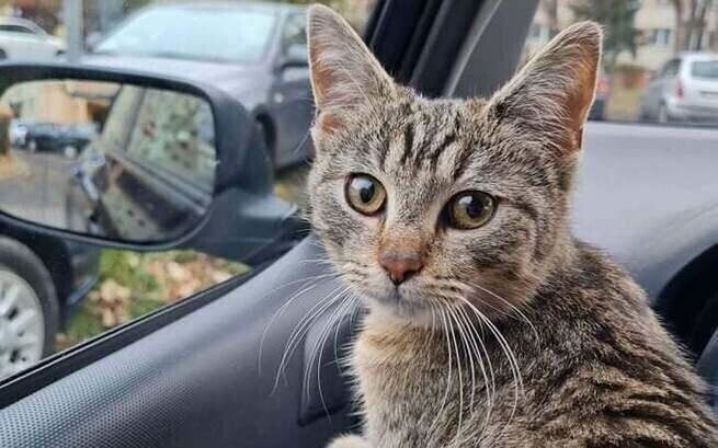 Miasto Kotów walczy o Zwierzakobusa