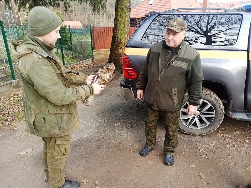 Ranne myszołowy w Osadzie Leśnej