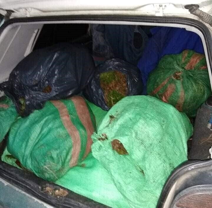 Chciał ograbić las... z mchu