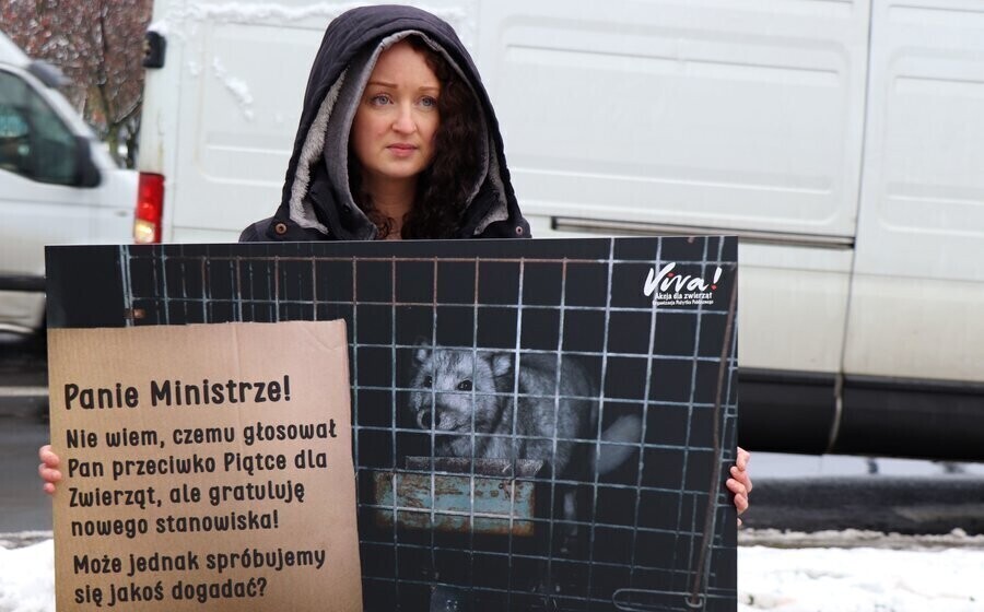 Politycy gdzie obiecany zakaz hodowli zwierząt na futro