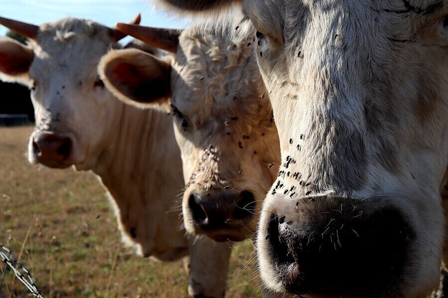 Skuteczne sposoby zwalczania owadów
