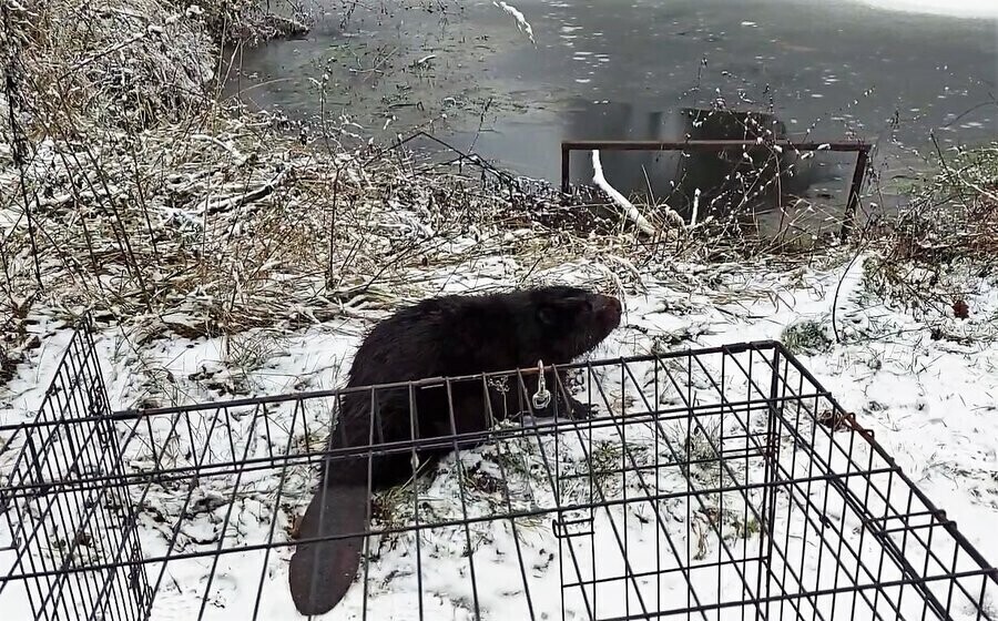 Bóbr z Koła już na wolności