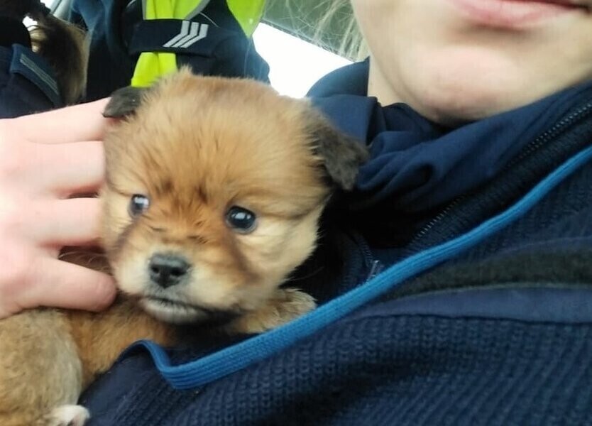 Policjantki uratowały szczenię