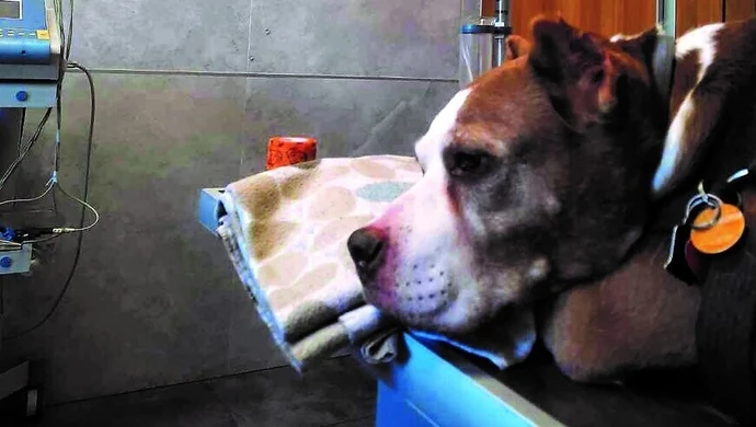 Czy oprysk chodnika spowodował zgon psa?