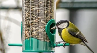 Zimowe dokarmianie ptactwa może nam się opłacić