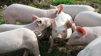 Afrykański Pomór Świń. Gmina Aleksandrów w żółtej strefie ochronnej