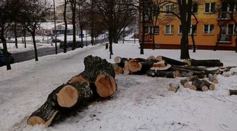 Wycinka drzew przy Kostromskiej