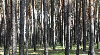Lasy Państwowe: od 1 maja w każdym nadleśnictwie specjalne obszary do nocowania na dziko