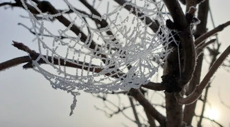 Szron przystroił Piotrków (zdjęcia)