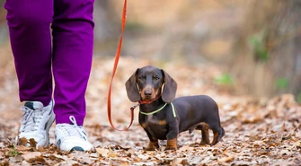 Wyższe kary dla właścicieli psów