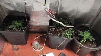 Piotrkowianin uprawiał w mieszkaniu marihuanę