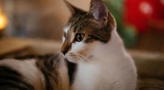 Koronawirus SARS-CoV-2 może przenosić się z ludzi na koty