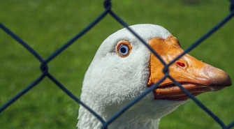 Powiatowy Lekarz Weterynarii apeluje do hodowców ptactwa