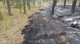 Pożar lasu w gminie Sulejów