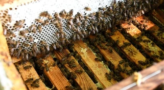 Miodobranie w miejskiej pasiece