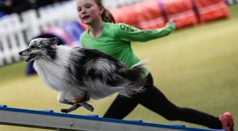 Dzięki udomowieniu psy rozwinęły zachowania społeczne