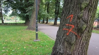 Piotrków wycina zbyt wiele drzew?