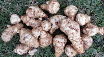 Topinambur – wielki kulinarny powrót