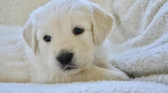 W poniedziałek Światowy Dzień Zwierząt