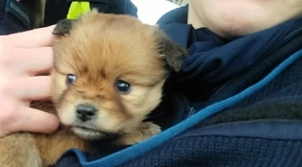 Policjantki uratowały szczenię