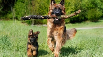 „Bilet kupujesz, miskę fundujesz", czyli akcja miska dla psa