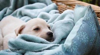 Świąteczny prezent dla psa - kilka praktycznych pomysłów