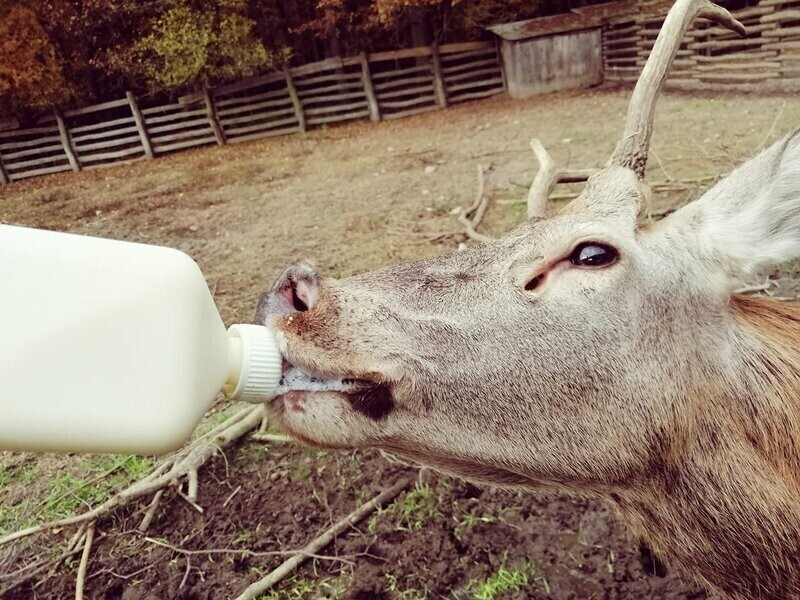 Uratowali tysiąc zwierząt
