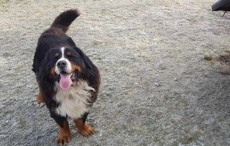 Zimą pamiętajmy także o zwierzętach