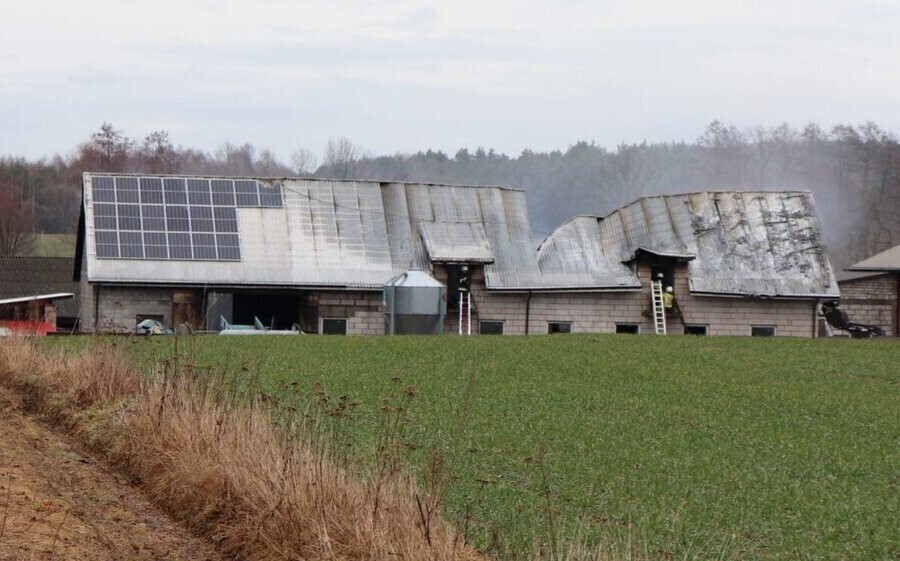 Pożar chlewni. Część zwierząt nie przeżyła
