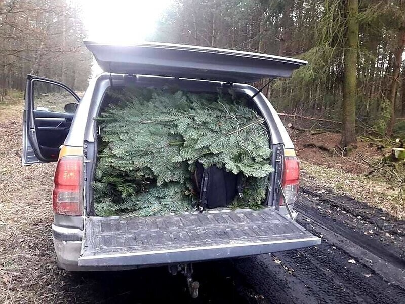 Złodzieje jodły złapani na gorącym uczynku